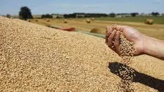 تلمسان تتدعم  بوحدتين جديدتين لتخزين الحبوب