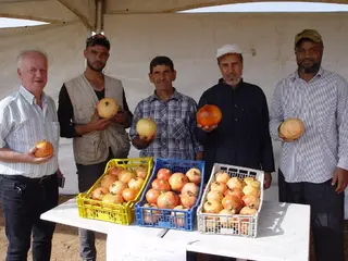 فاق إنتاجها 300 قنطار في الهكتار بسهل الرماشة بتلمسان...... "المريني "رمان بجودة عالية وعلامة رائجة