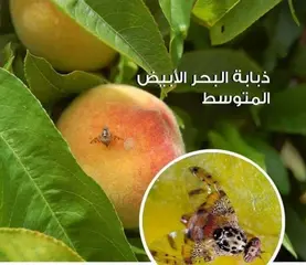 بحضور الفلاحين وأصحاب المستثمرات...يوم تحسيسي حول أضرار ذبابة البحر الأبيض المتوسط بمستغانم