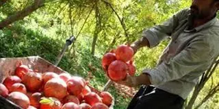 أزيد من 100 ألف شجرة أغلبها بفرناكة بمستغانم  .....توقعات بإنتاج 230 ألف قنطار من الرمان هذا الموسم