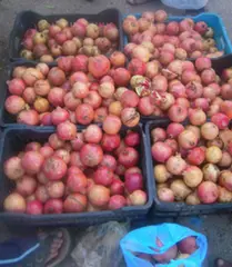 اربوات والغاسول و بوسمغون أكثر المناطق إنتاجا للرمان  .....  إقبال كبير للتجار من عدّة ولايات