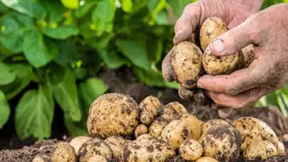 النعامة: توقع إنتاج أكثر من 35 ألف قنطار من البطاطس الموسمية
