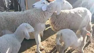 سوق تضامني للأضاحي بمستغانم