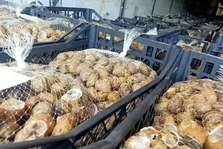 وهران : تصدير أول شحنة من الحلزون نحو إيطاليا