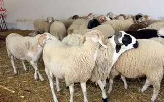 عيد الأضحى المبارك سيكون يوم السبت 9 يوليو