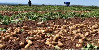 معسكر : توقع إنتاج أزيد من1ر1 مليون قنطار من البطاطس غير الموسمية