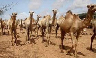 شعبة تربية الإبل ببشار: عنصر من الرصيد الاقتصادي والثقافي للولاية