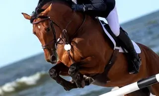 المسابقة الوطنية للقفز على الحواجز: تتويج الفارس سيد علي علالي  بالجائزة الكبرى نجمتين بوهران